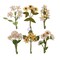 Prima Flowers® Golden Desert Collection - Desert Hill - 6 (Branches 2-3in) (Flowers 0.75 in)